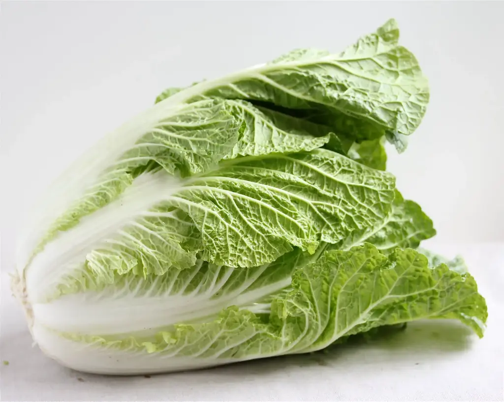 Chineese Cabbage