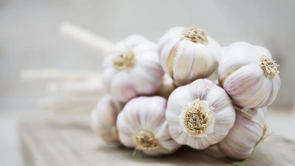 Chinese garlic