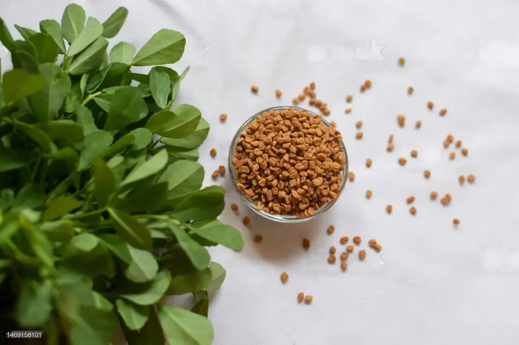 Fenugreek (Methi)