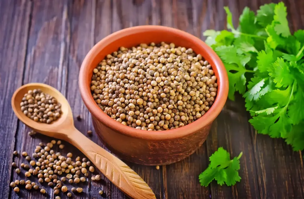 Coriander