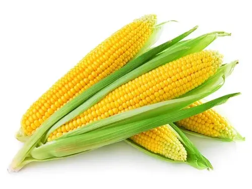 Sweet corn