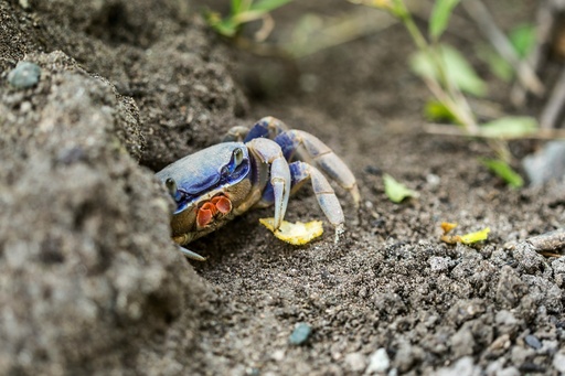 Blue Crabs